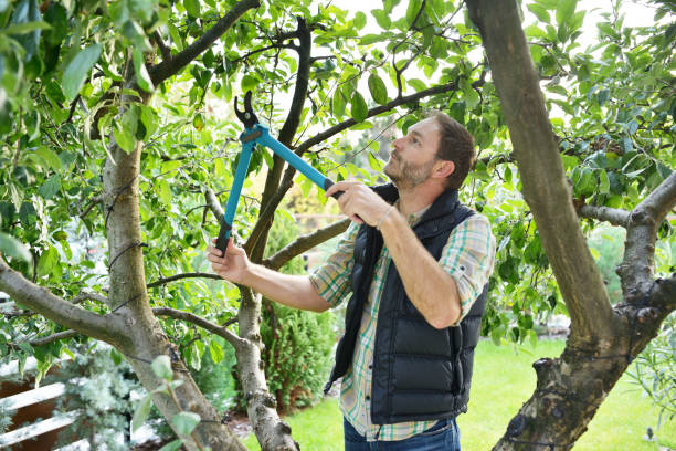 Best Tree Trimming and Pruning  in Clay Center, KS